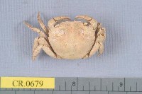 藏品(絨毛近方蟹)的圖片